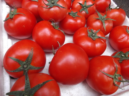 Closeup of tomatoesの写真素材