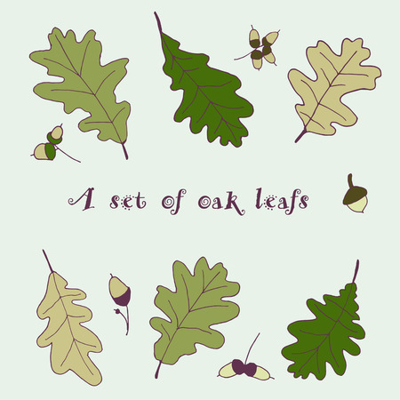 A set of six oak leafs with some acornsのイラスト素材