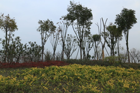 Trees in the parkの写真素材