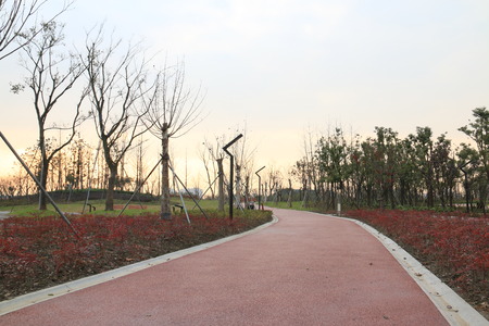 Trees in the parkの写真素材