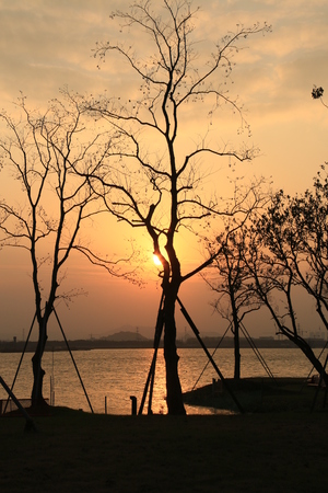 Closeup of bare trees by the lakeの写真素材
