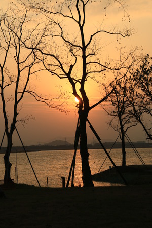 Trees by the lakeの写真素材