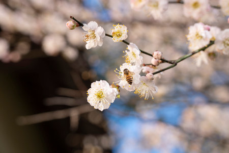 White plum blossoms and bee on the blue sky background in springの写真素材