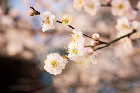 Plum blossom in the spring, close up of white flowersの写真素材