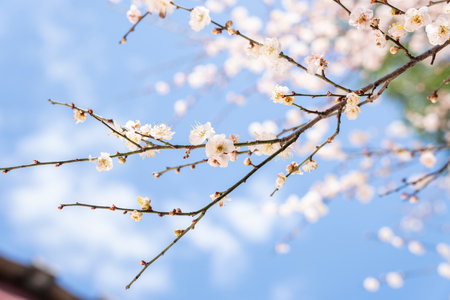Plum blossom on blue sky background, sakura flower.の写真素材