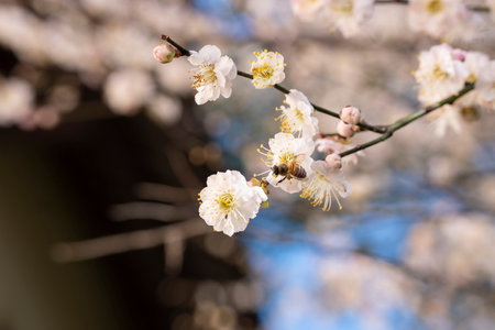 White plum blossom in spring, white plum blossom with beeの写真素材