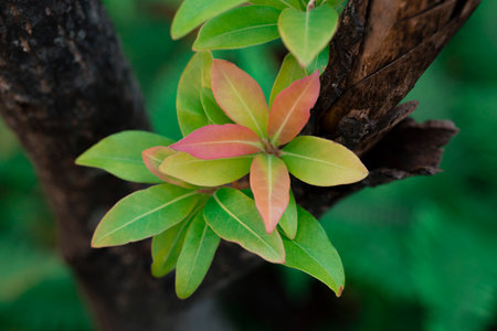Close up of green leaves on a tree in the garden, stock photoの写真素材
