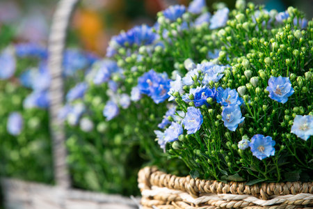 Beautiful blue flowers in wicker basket on blurred background, closeupの写真素材