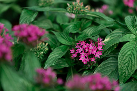Purple flowers and green leaves in the garden. Natural floral background.の写真素材