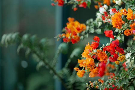 Bougainvillea flowers blooming in the garden, selective focusの写真素材