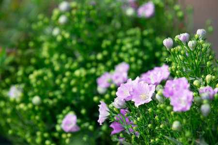Beautiful pink and purple flowers in a garden. Selective focus.の写真素材
