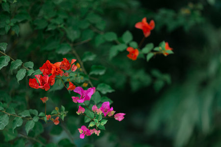 Bougainvillea flowers blooming in the garden. Selective focusの写真素材