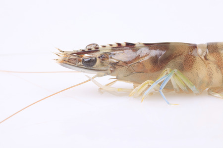 The fresh shrimp, white background, Very beautifulの写真素材
