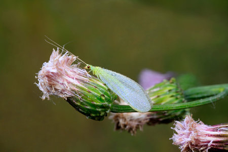 Lacewing fliesの写真素材