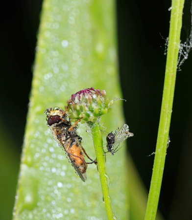 Hoverfly