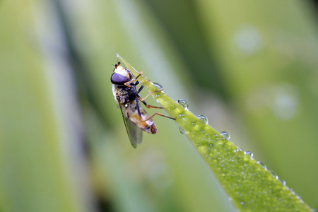 Hoverflyの写真素材