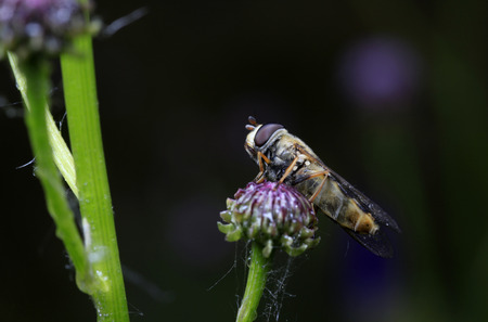 Hoverflyの写真素材
