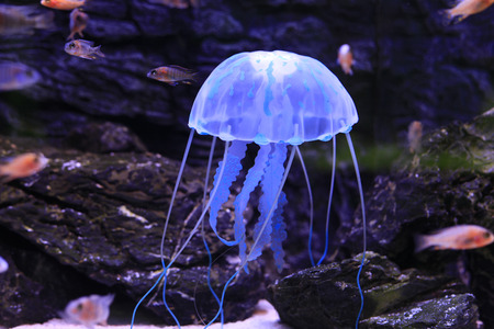 Jellyfish, is the important large plankton in sea, belong to cnidarians の写真素材