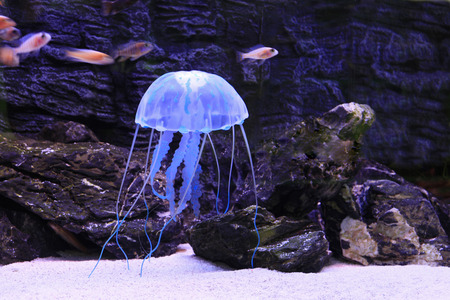 Jellyfish, is the important large plankton in sea, belong to cnidarians の写真素材