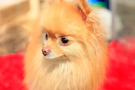 A small dog, sit, very lovelyの写真素材
