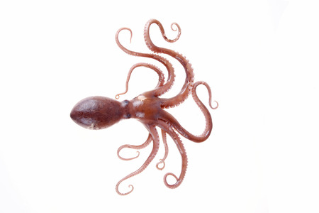 Octopus is a kind of sea animals, tastes very delicious.A close-upの写真素材