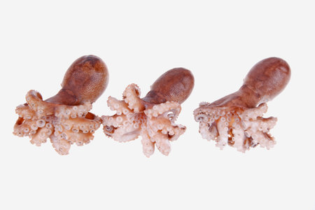 Octopus is a kind of sea animals, tastes very delicious.の写真素材