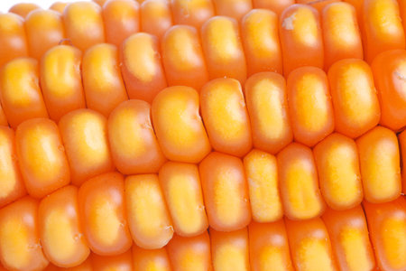 sweet corn, close-up