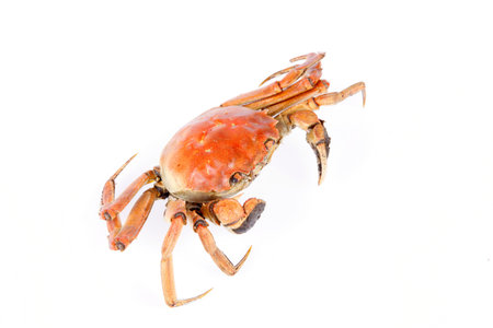 Cooked crab, close-up, white background