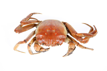Cooked crab, close-up, white backgroundの写真素材