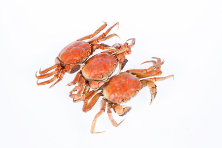 Cooked crab, close-up, white background