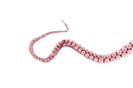 Octopus tentacles, close-upの写真素材