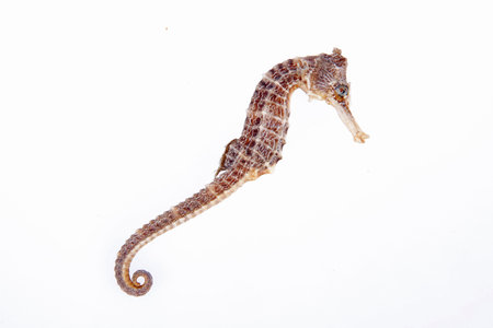 The hippocampus is a traditional Chinese medicinal materialsの写真素材