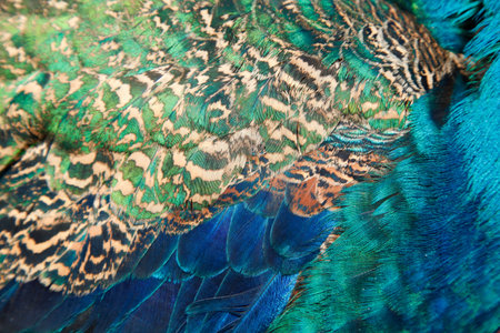 The peacock's feathers