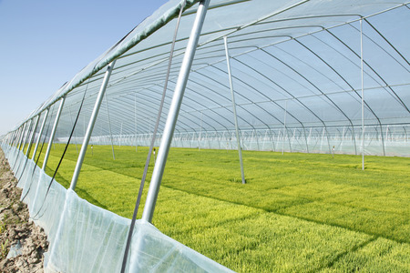 The rice seedling in The greenhouse, grew wellの写真素材