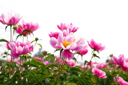 peony flowers in the parkの写真素材