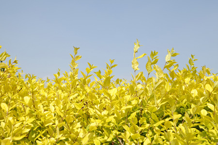 yellow leaves under the blue skyの写真素材