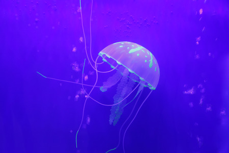 Jellyfish is a kind of Marine life, very beautifulの写真素材