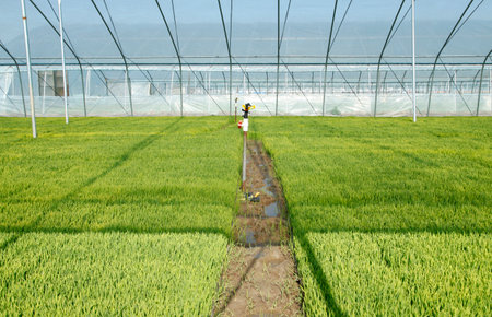 The rice seedling in the greenhouse, grew wellのeditorial素材