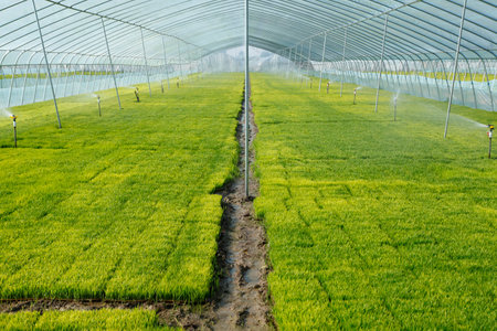 The rice seedling in the greenhouse, grew wellのeditorial素材