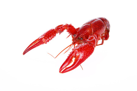 Crawfish on white background, close-upの写真素材