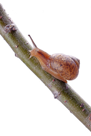 A snail on branch of treeの写真素材