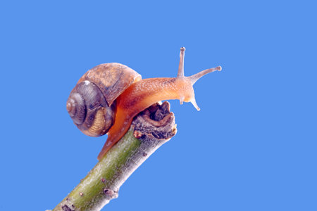A snail on branch of tree