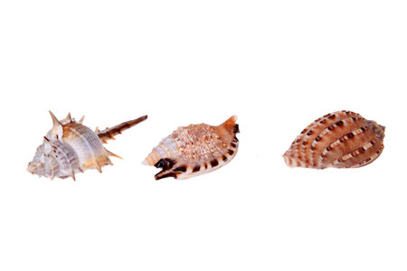 Shell, white background, close-up