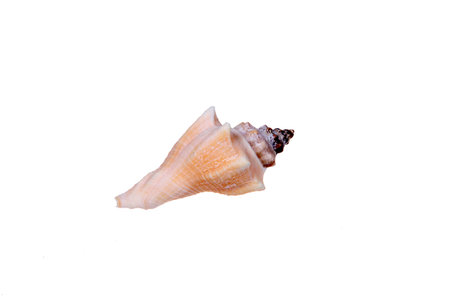 Shell, white background, close-up