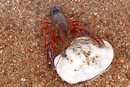 Crawfishï¼ at the water's edgeの写真素材