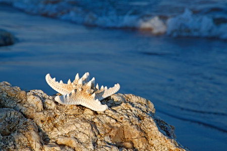 Shells on the seashoreの写真素材