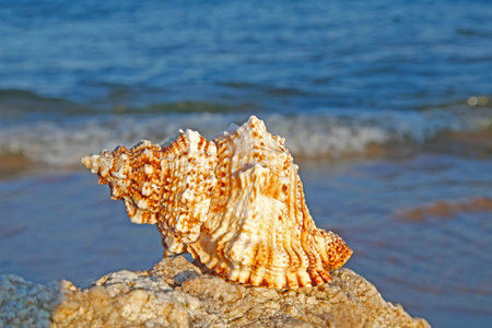Shells on the seashoreの写真素材