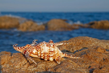Shells on the seashore