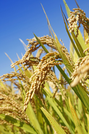 The rice in the fieldの写真素材