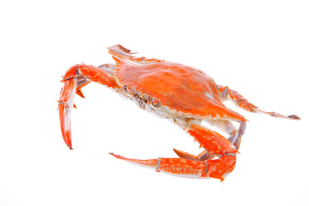 Cooked crab, taste is very delicious, close-upの写真素材